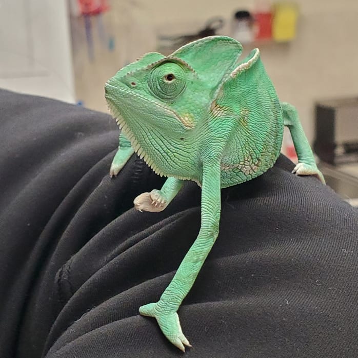 Avian & Exotic Pet Services, Groton Veterinarians