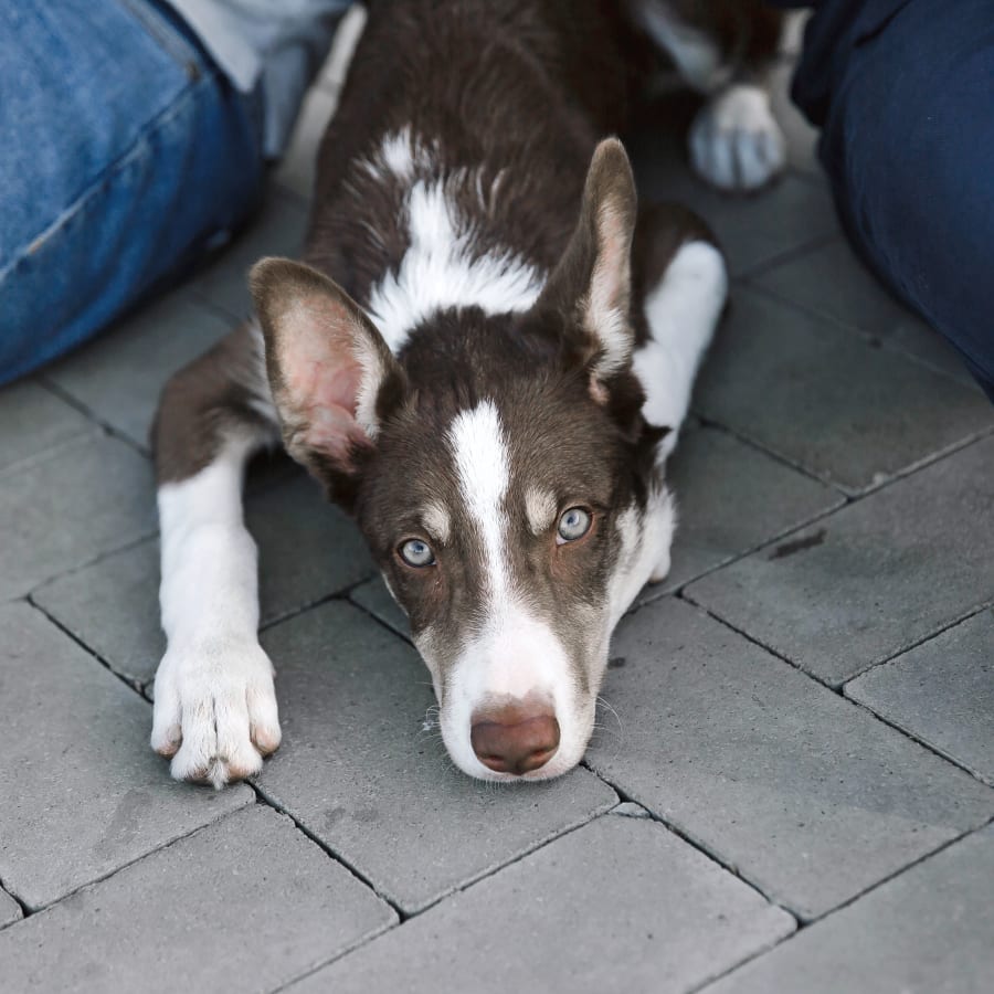 Cat & Dog Wellness Exams, Groton