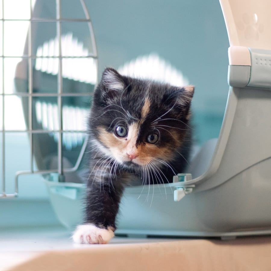 Kitten Healthcare Plans