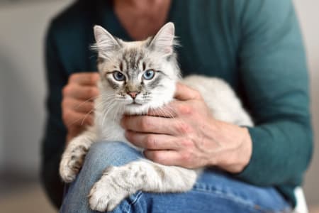 gray cat at animal hospital