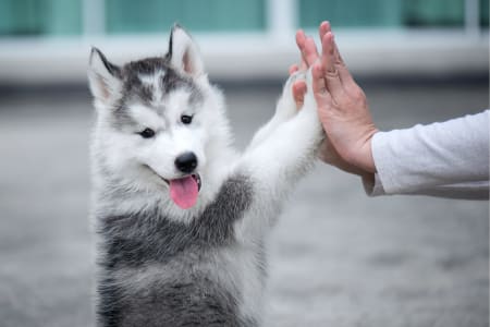 husky at vet office