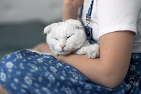 white cat at animal hospital